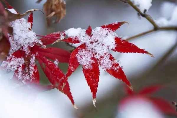 沈阳脚手架 沈阳脚手架